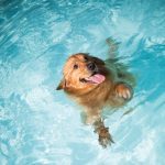 Hogyan legyen élmény az úszás a kutyánknak?